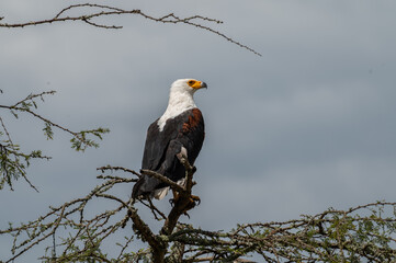 Schreiseeadler / Afrikanischer Fischadler / Adler auf Baum mit Himmel in Ruanda, Afrika