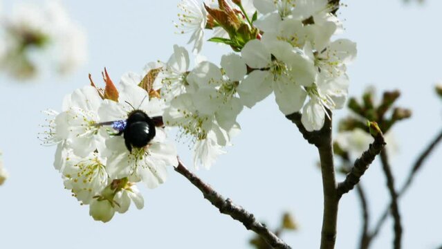 Bumblebee pollinating white flower almond tree jumping from one to another
