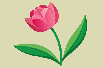 pink tulip with green leaves