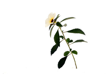 Flowers of a yellow hibiscus on a white background
