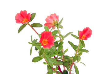 Portulaca oleracea flower isolated on white background. Common purslane or Pigweed.
