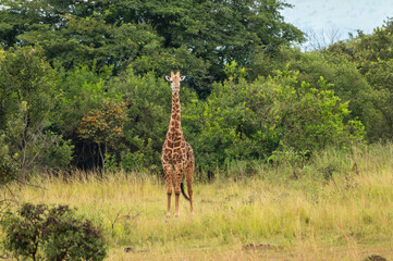 Giraffe im Akagera Nationalpark in Ruanda, Afrika
