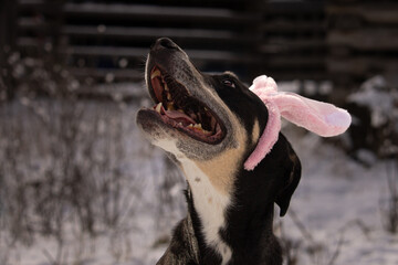 A Portrait of One Happy Easter Mixed Breed Black Dog Head Wearing Bunny Rabbit Ears Headband...