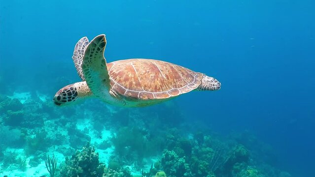 Swimming cute wild sea turtle (Chelonia Mydas) in the blue ocean. Underwater scuba diving with sea turtle. Exotic island vacation with snorkeling. Wildlife on the tropical coral reef.