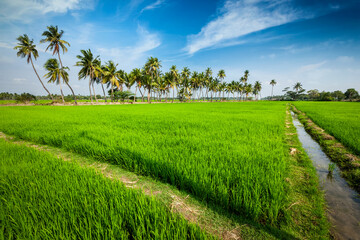 Rural Indian scene - rice paddy field and palms. Tamil Nadu, India - 765062533