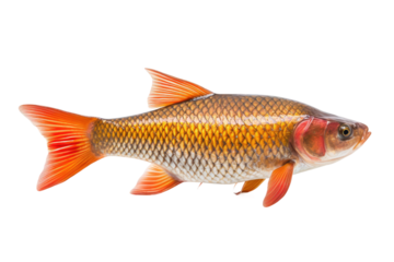 Elegant Fish Gliding Through Crystal Clear Waters.