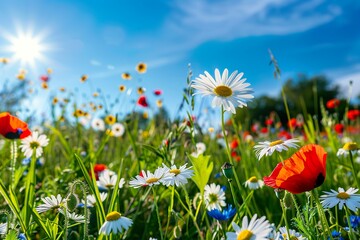 Wiese mit Wildblumen im Sommer mit strahlendem Sonnenschein - obrazy, fototapety, plakaty