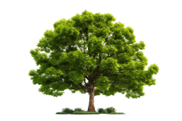 Tranquil Beauty: A Lush Green Tree Dancing Alone Against a Blank Canvas.