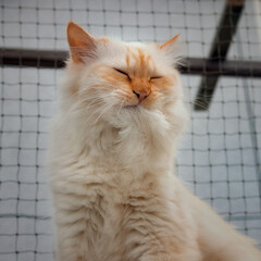 Birman cat grooming his long fur and making a funny face