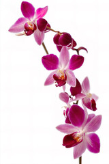 Beautiful pink orchid on white background. Generative AI - 765064363