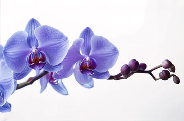 Beautiful blue orchid on white background. Generative AI - 765064367
