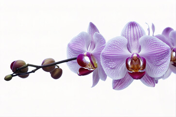 Beautiful pink orchid on white background. Generative AI - 765064369