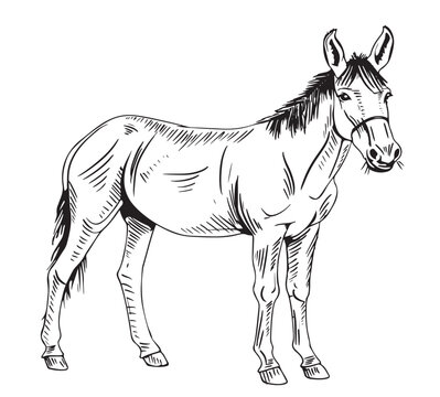 Sketch of donkey Hand drawn illustration