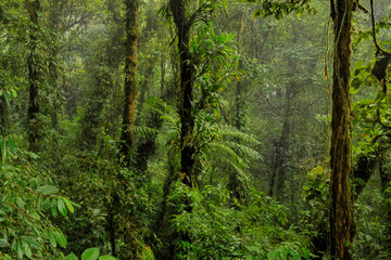 Rain forest in Central America. Tropical dense cloud forest. Tranquil rainforest with lush green...