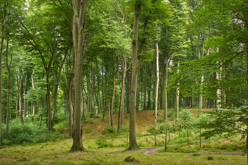 Landscape with a deciduous forest. Green forest in summer