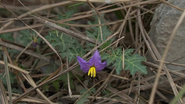 Beautiful purple violet silverleaf nightshade solanum elaeagnifolium flowers macro close up with thorn leaves. Purple raceme inflorescences of Silverleaf Nightshade. slow motion