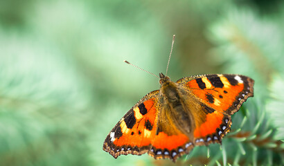 Butterfly on a green background 