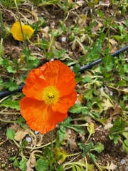 Fototapeta premium 바닥에 핀 주황색 꽃