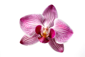 Beautiful pink orchid on white background. Generative AI - 765068948