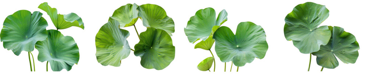 Green Lotus Leaves Isolated on White Background with Clipping Path - obrazy, fototapety, plakaty