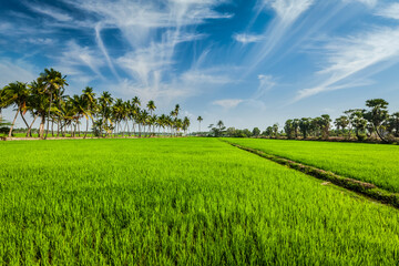 Rural Indian scene - rice paddy field and palms. Tamil Nadu, India - 765070128