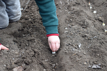 The girl is planting onion seeds.