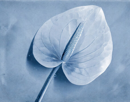 a flat scan of a cyanotype of a flower with blue paper 