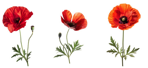 Popp flower on White Background with Clipping Path