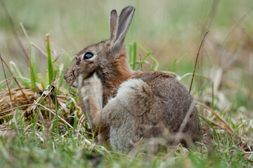 Lapin de garenne
