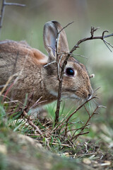 Lapin de garenne 