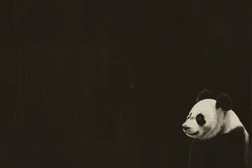 panda de chine, noir et blanc de 3/4, dans l'angle, assis, animal en voie d'extinction à...