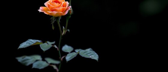  Single orange rose in front of black background with stem Green leafy branch background