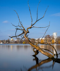 Langzeitbelichtung, vertrockneter Baum im Wasser, Berlin, Deutschland