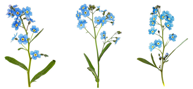 Forget-me-not flowes isolated on white with Clipping Path