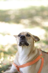 jack russell terrier