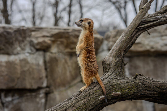 Meerkat sentry on guard in a tree.