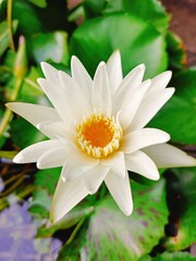 Lotus flowers in the pond
