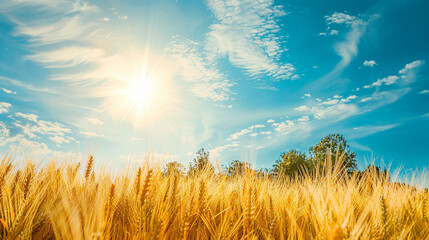 Growing wheat with sunlight and blue sky in the morning, Generative AI, - obrazy, fototapety, plakaty