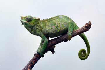 Fischer chameleon hanging on a tree