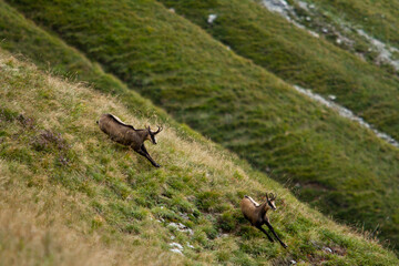 Chamois