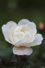 white rose in the garden