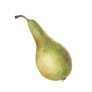 Watercolor сonference pear, hand drawn fruit illustration