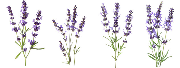 Few sprigs of lavender isolated on white background.
