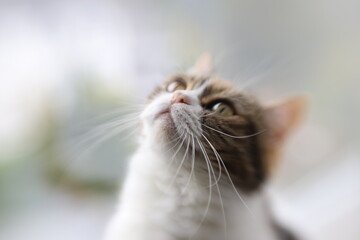 Close up portrait of a cat