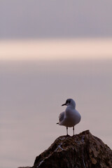 Mouette Rieuse