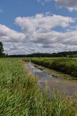 Fototapeta na wymiar Lutovnia River in summer