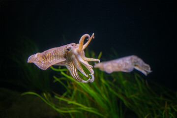 The Common (European) Cuttlefish (Sepia officinalis) underwater in sea - cephalopod, related to squid and octopus - 765084526