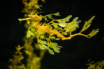 Leafy Seadragon Phycodurus eques or Glauert's seadragon marine fish underwater - 765084989