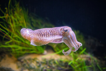 The Common (European) Cuttlefish (Sepia officinalis) underwater in sea - cephalopod, related to squid and octopus - 765085113