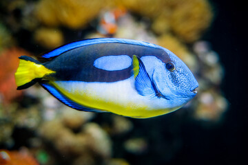 Blue palette surgeonfish Paracanthurus hepatus aka blue tang underwater in sea
